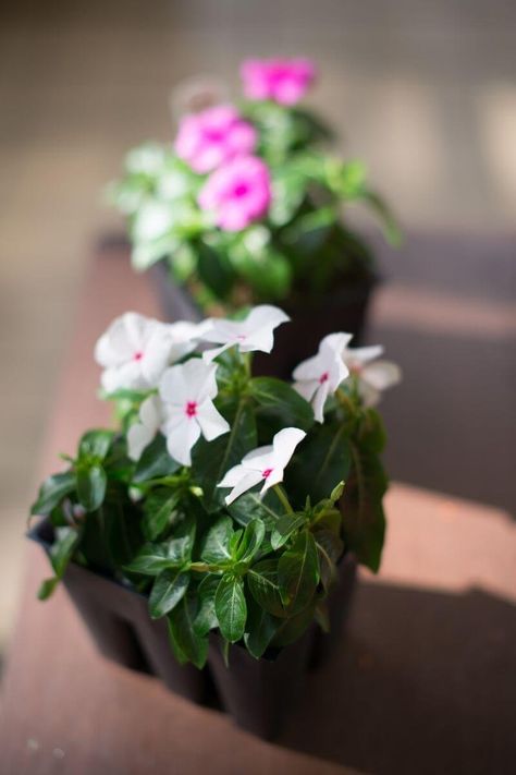 Vinca Flowers, Summer Pots, Gardening Herbs, Garden 2023, Herbs Plants, Hummingbird Plants, Full Sun Perennials, Sun Perennials, Natural Fertilizer