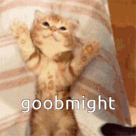 Sleep Cat GIF - Sleep Cat Goodnight - Discover & Share GIFs Goodnight Pictures Cute, Good Night Meme, Sleep Meme, Sleeping Gif, Cat Text, Good Night Cat, Cute Cat Memes, Night Greetings, Cute Good Night