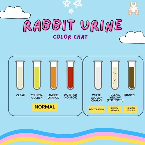 Did you know? A rabbit's urine color can reveal a lot about their diet and health! 🐰🔍 #bunnyhealth #bunnies #bunniesofinstagram #bunny #pethealth #smallpet #rabbitlife #petlover #bunnycare Pee Chart, Pee Color, Urine Color, Bunny Care Tips, Funny Bunny Videos, Rabbit Life, Bunny Care, Kidney Health, Funny Bunnies