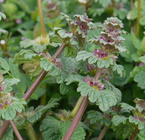 Wild foraging in Missouri Ozarks (February) | Nature's News Purple Dead Nettle, Ground Ivy, Wild Food Recipes, Wild Crafting, Wild Foraging, Wild Food Foraging, Native Foods, Wild Herbs, Edible Wild Plants