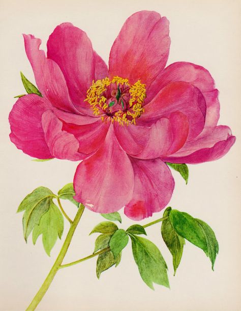 Romantic Peony Print Pink Flower Art Botanical Print Pink Flower Gallery Wall Art Home Library Decor  Shrub 2192 Flower Gallery Wall, Flower Gallery, Botanical Floral Prints, Roses Peonies, Horse Art Print, Vintage Flower Prints, Peony Print, Illustration Botanique, Vintage Botanical Prints