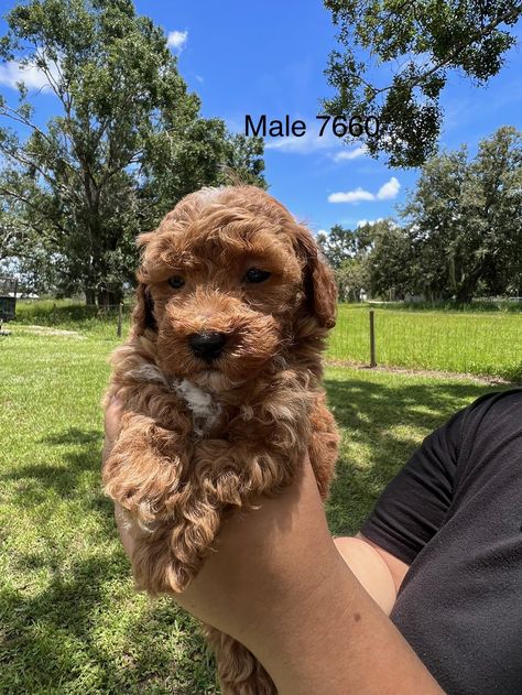 Mini Goldendoodle Puppies For Sale near Miami, FL Mini Goldendoodle Full Grown, Full Grown Mini Goldendoodle, Micro Mini Goldendoodle, Goldendoodle Full Grown, Summer Puppy, Southern Florida, Mini Goldendoodle Puppies, Open Door Policy, K9 Training