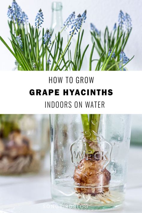 muscari, spring bulbs, bulb flower, glass, containers, forcing bulbs indoors, grape hyacinths, blue grape hyacinths flowers, growing bulbs in water Bulbs In Water, Muscari Flowers, Grape Hyacinth, Spring Table Settings, Growing Bulbs, Spring Centerpiece, Spring Projects, Growing Grapes, Spring Bulbs