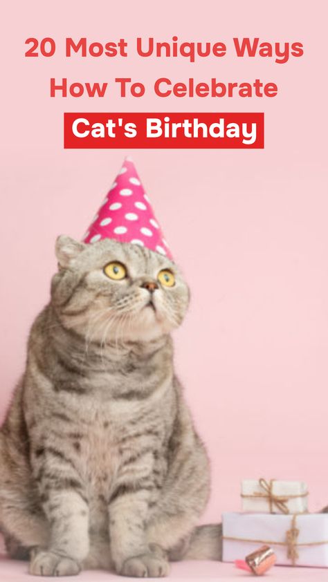 Let’s take a look at some birthday activities to celebrate your birthday cat this year. From making cat birthday decorations and cat themed birthday cake to playing fun games and taking a cute photoshoot, you’ll find the best birthday party idea for your cat. #cat’sbirthday #cat’sbirthdayparty #cat’sbirthdayideas #cat’sbirthdaycake #cat’sfirstbirthday #cat’s1stbirthday How To Celebrate Your Cats Birthday, Diy Cat Birthday, Cat Birthday Outfit, Birthday Party For Your Cat, Cats 1st Birthday, Birthday Party For My Cat, Cat Birthday Ideas For Cats, Cat Bday Party Ideas, Cat Birthday Party For Cats