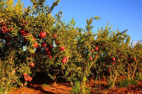 How to Grow and Take Care of Pomegranate Trees Effectively - Gardenerdy Pomegranate Tree Care, Pomegranate Farming, Grow Pomegranate, Front Entry Landscaping, Strawberry Salad Recipe, Gardener Aesthetic, Aesthetic Gardening, Planting Fruit Trees, Design Garden Ideas