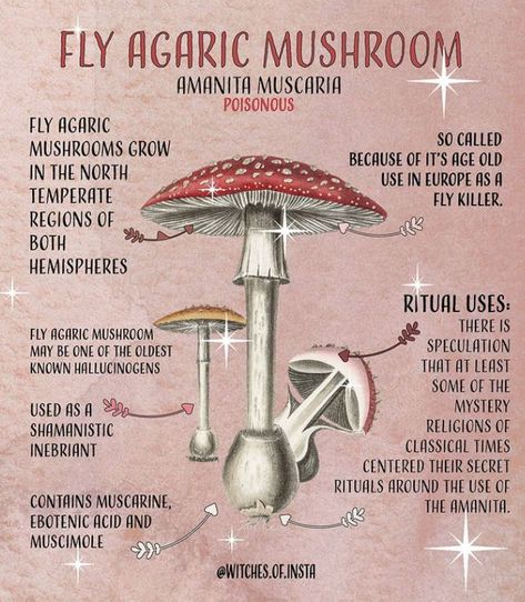 Magickal Herbs, Forest Moss, Green Witchcraft, Plant Magic, Fly Agaric, Grimoire Book, Magic Herbs, Magical Herbs, Wiccan Spell Book