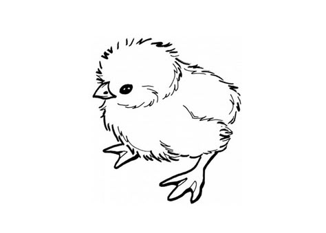 Chick Coloring Page - Best Coloring Pages For Kids Chicken Coloring Pages, Chicken Tattoo, Chicken Coloring, Chicken Drawing, Baby Chicken, Baby Chickens, Baby Chick, Cute Chickens, Chicken Art