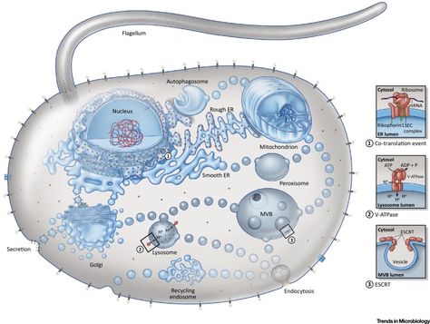 Endomembrane System, Prokaryotic Cell, Plasma Membrane, Eukaryotic Cell, Cell Division, Structure And Function, Molecular Biology, Transcription, Microbiology