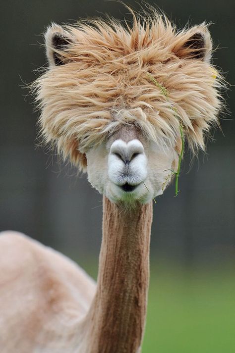 The Hairstyle Of This Alpaca Regnul Animal, Cute Alpaca, Animals Funny, 웃긴 사진, Cute Animal Pictures, Cute Creatures, Sweet Animals, Animal Planet, Funny Animal Pictures