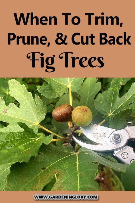 Do you want your fig tree to bring forth much fruits? Pruning is the answer. Read this post to know when to trim, prune and cut back fig trees. How To Prune A Fig Tree, Pruning Fig Tree, Preserving Figs, Fig Tree Care, Fig Fruit Tree, Fig Bush, Growing Fig Trees, Fig Tree Plant, Fruit Trees Backyard