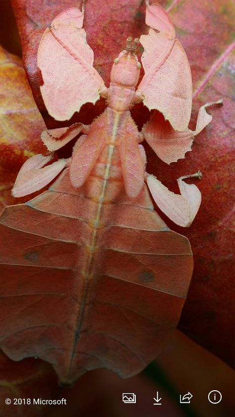 Phylliidae Leaf Insect, Cool Bugs, Beetle Bug, 2nd Year, Arthropods, Arachnids, Life Form, Bugs And Insects, Beetles