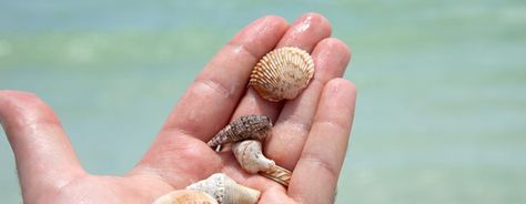 Seeking Seashells On St. George Island | St. George Island Vacation Rentals Florida Storm, St George Island, Amelia Island, Island Vacation, Beach Picnic, St George, Gulf Coast, Sand Dunes, Paddle Boarding