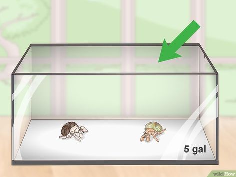 Diy Hermit Crab Habitat Tanks, Crabitat Ideas Diy Hermit Crab Habitat, Diy Hermit Crab Habitat, Hermit Crab Habitat Ideas, Hermit Crab Enclosure, Hermit Crab Tank Ideas, Hermit Crab Homes, Hermit Crab Care, Crab Ideas