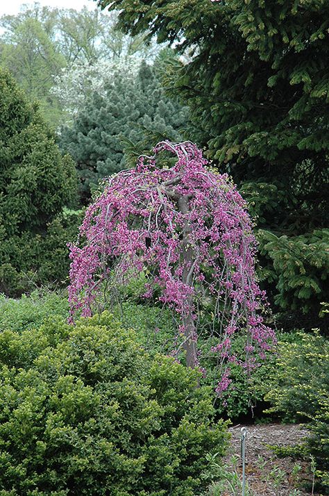 Lavender Twist Redbud (Cercis canadensis 'Covey') at Stauffers Of Kissel Hill Western Redbud Tree, Lavender Twist Redbud Tree, Carolina Sweetheart Redbud, Carolina Sweetheart Redbud Tree, Judas Tree, Cercis Canadensis Carolina Sweetheart, Small Front Gardens, Trees For Front Yard, Eastern Redbud