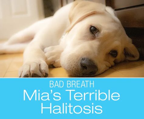 Severely Stinky Breath in a Dog: Mia's Case of Terrible Smelling Breath Quercetin Benefits, Stinky Dog Breath, Bad Dog Breath, Causes Of Bad Breath, Bad Teeth, Dog Breath, Older Dogs, Dog Parents, And Just Like That