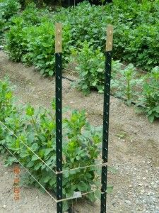 Staking Dahlias Gardens, How To Stake Dahlias, Dahlia Planting Ideas, Dahlia Staking Ideas, Dahlia Garden Landscaping, Dahlia Support Ideas, Staking Dahlias, Dahlia Garden Ideas, Dahlia Gardens