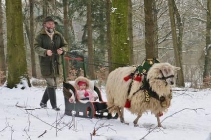 Sheep Christmas Sleigh Ride...finally found this pic...love it!! Baa Baa Black Sheep, Sheep And Lamb, Christmas Sleigh, Sleigh Ride, An Animal, Christmas Animals, Sled, A Child, Farm Animals