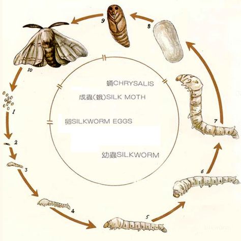 life cycle silk worm Silk Worm, Silkworm Life Cycle, Silk Sheets, Food Web, Fibres Textiles, Silk Road, Silk Pillowcase, Zoology, Life Cycles