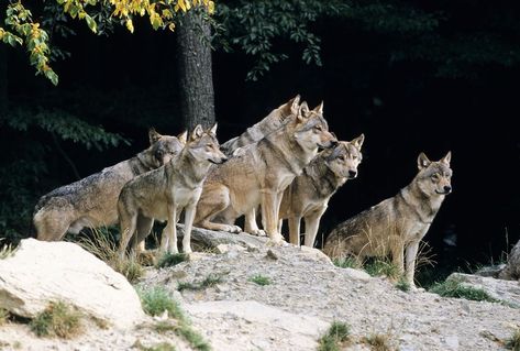 What is the most interesting thing you know about wolves? Isle Royale National Park, Two Wolves, Grey Wolf, Wolf Pack, Lake Superior, Endangered Species, Bird Species, A Group, Wolves