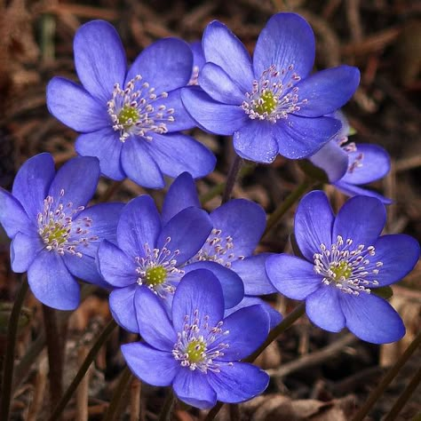 Hepatica Flower, Anemone Hepatica, Hepatica Nobilis, Flower Identification, Flowers In Bloom, Blue And Purple Flowers, Night Garden, Plant Aesthetic, Flower Names