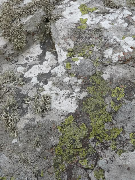 Lichen On Rocks, Moss On Stone, Nature Phenomenon, Earth Genasi, Landscape Rocks, Micro Photography, Rock Cover, St Agnes, Rock Textures