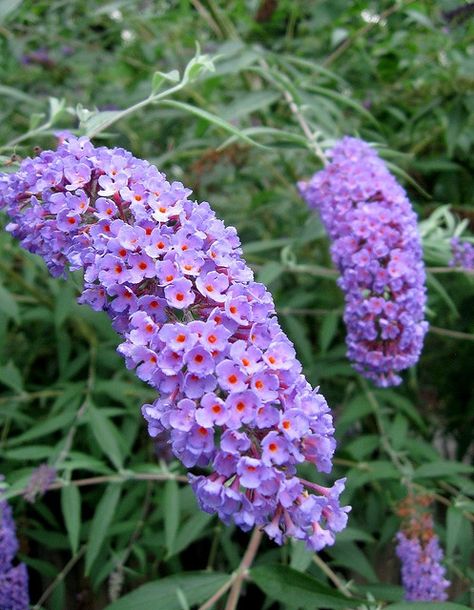 Buddleia (Butterfly Bush) Buddleia Butterfly Bush, Light Purple Butterfly, Buddleia Davidii, Purple Shrubs, Plant Magick, Butterfly Bushes, Garden Front Of House, Purple Flowers Garden, Buddleja Davidii