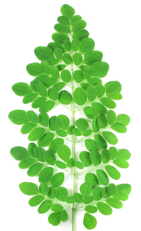 “Nutritious Miracle Tree” is another name for the moringa tree. The massive tree Moringa oleifera has ... Read more Health Benefits Of Moringa, Massive Tree, Moringa Capsules, Benefits Of Moringa, Moringa Seeds, Moringa Leaf Powder, Moringa Tree, Miracle Tree, Moringa Leaves