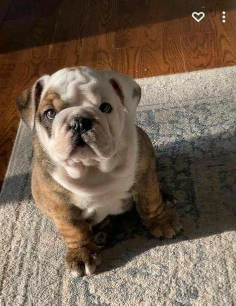 Brindle English Bulldog, Future Manifestation, French Bulldog Black, Cute Doge, Black Bulldog, Bulldogs Puppies, Baby Bulldogs, Bulldog Tshirt, Cute Bulldog Puppies