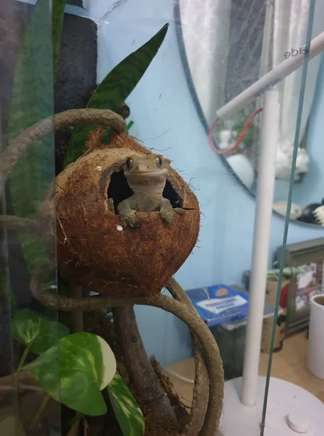 Crested Gecko Habitat, Gecko Cage, Gecko Vivarium, Leopard Gecko Habitat, Funny Animal Pics, Gecko Habitat, Funny Animal Art, Gecko Terrarium, Say Good Morning