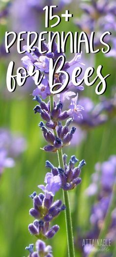 Flowers To Attract Bees, Best Flowers For Bees, Flowers For Bees, Bee Attracting Flowers, Plants To Attract Bees, Honey Bee Flowers, Honey Bee Garden, Bee Friendly Garden, Pollinator Plants