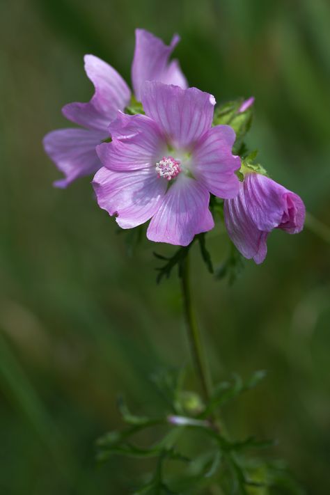 Musk Mallow | Malva moschata. | Andrew | Flickr Malva Moschata, Musk Mallow, Green And Purple, Purple, Plants, Flowers, Green