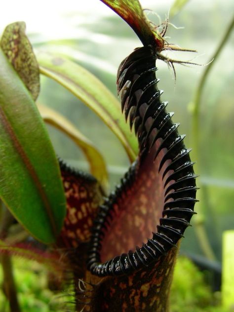 nepenthes hamata x edwardsiana Insect Eating Plants, Dangerous Plants, Goth Garden, Month April, Weird Plants, Gothic Garden, Plant Fungus, French Country Garden, Pitcher Plant