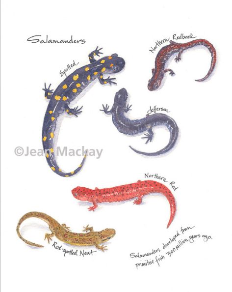 Paintings | Drawn In Lizard Tattoo, Salamanders, Italy Art, Watercolor Paintings Tutorials, Watercolor Trees, Sketchbook Journaling, Lizards, Watercolor Bird, Environmental Art