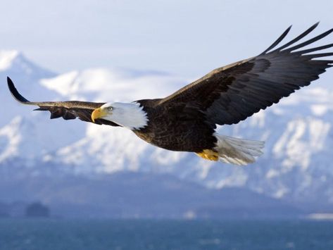 1. Alaska has more bald eagles than all the other states combined. Galactik Football, Aigle Royal, Tattoo Animal, Eagle Images, Eagle In Flight, Eagle Wallpaper, Eagle Pictures, Bird Tattoo, The Eagles