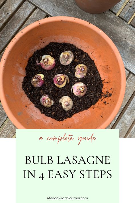 bulb lasagne in container easy steps Bulb Lasagne, East Facing Garden, Potted Olive Tree, West Facing Garden, Growing Bulbs, Companion Plants, Daffodil Bulbs, Best Plants, Cut Flower Garden