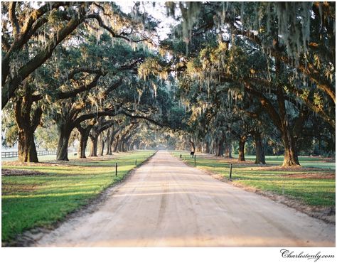 8 Spectacular Spots to See Live Oaks in Charleston - Explore Charleston Blog Butterfly Pavilion, Middleton Place, Boone Hall, Mount Pleasant, Gift Certificate, The Locals, Charleston, Cool Pictures, Country Roads