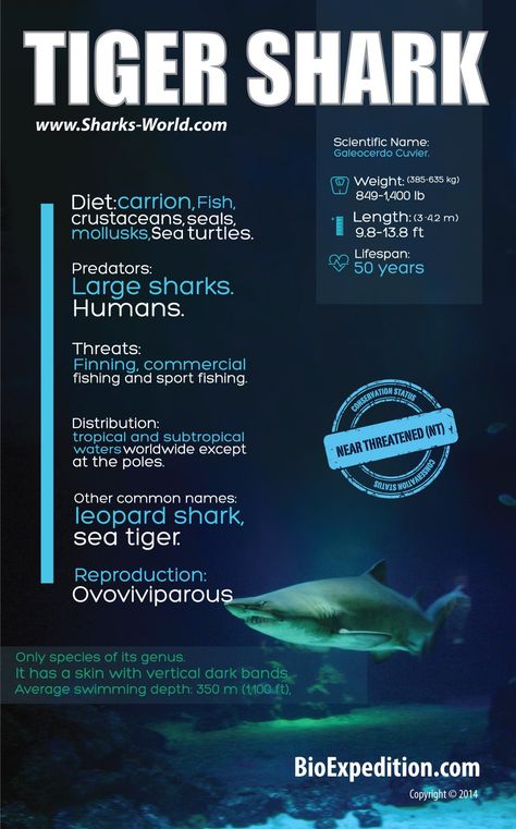 Shark Infographic, Shark Facts For Kids, Tiger Sharks, Science Infographics, Leopard Shark, Ocean Theme Classroom, Shark Facts, Animals Information, Bull Shark