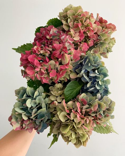 We love the way vibrant pinks, purples, and blues fade into muted tones on antiqued hydrangea. This bloom is a fall favorite. Fall Wedding Hydrangea, Autumn Hydrangea, Antique Hydrangea, Dark Purple Hydrangea, Antique Hydrangea Bouquet, Deep Purple Hydrangea, Green Wedding Decorations, Blue Hydrangea Wedding, Red Hydrangea