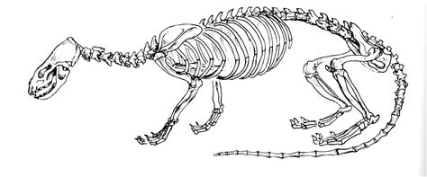 rivrskel.gif (784×326) search Skeletons Otter Skeleton, River Otter, Beer Bottles, Sea Otter, Creature Design, Otters, Skeleton, North American, Beer