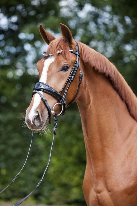 Chestnut Horse Photography, Horse Headshot Photography, Horse Warmblood, Chestnut Horses, Horse Markings, Equestrian Dressage, Beautiful Horses Photography, Pony Breeds, Cute Horse Pictures