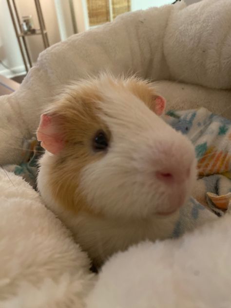 Gineau Pigs Cute, Gunia Pig Cute, Guinea Pigs Aesthetic, Guinea Pig Aesthetic, Guinnea Pig, Guine Pig, Guinea Pig Hutch, Pig Girl, Cute Guinea Pigs