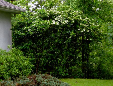 Wax Leaf Ligustrum Wax Leaf Ligustrum, Wax Leaf Privet, Privacy Landscaping Backyard, Yard Privacy, Landscaping Backyard, Privacy Landscaping, All About Plants, Tree Trunk, Landscaping