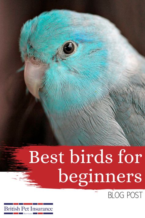 Best Birds For Pets, Birds As Pets, Pet Birds For Beginners, Bird Pet Names, Best Pet Birds For Beginners, Bird Watching For Beginners, Budgie Care Tips, Budgie Health, Types Of Pet Birds