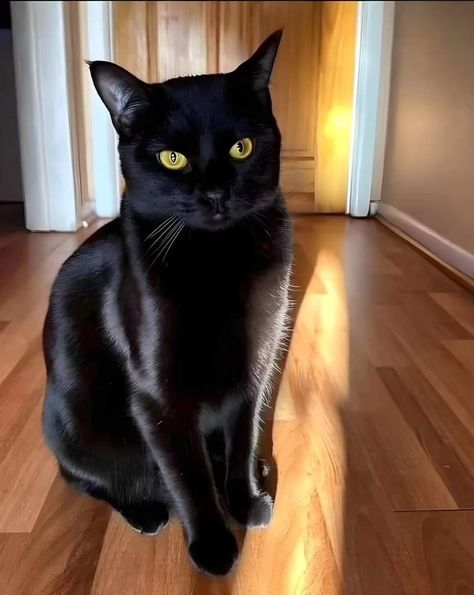 Pretty Black Cat, Black Cat Orange Eyes, Black Tabby Cat, Munchkin Kitten, Cat Yawning, Cute Black Cats, Cat Person, Cat Aesthetic, Funny Cute Cats