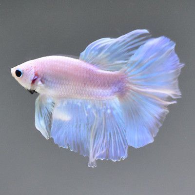 Siamese Fish, Fish Fins, Low Maintenance Pets, Cr7 Wallpapers, Pretty Fish, Betta Fish Tank, Beta Fish, African Cichlids, Cool Fish