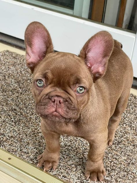 Fluffy Frenchie Puppy, Fluffy French Bulldog, Frenchies Puppies, Baby Frenchie, Merle French Bulldog, Fawn French Bulldog, French Bulldog Breed, Cute Bulldog Puppies, Dog Mommy