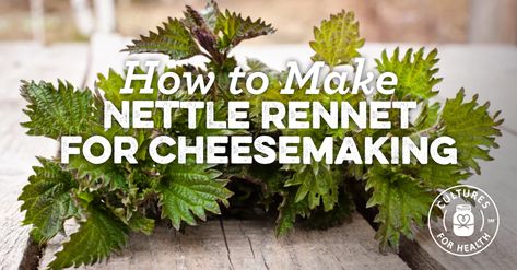 Diy Rennet, Herb Gathering, Cheese Making Recipes, Goat Milk Recipes, Making Cheese, Diy Cheese, Cheese Making, Homemade Cheese, Wild Edibles