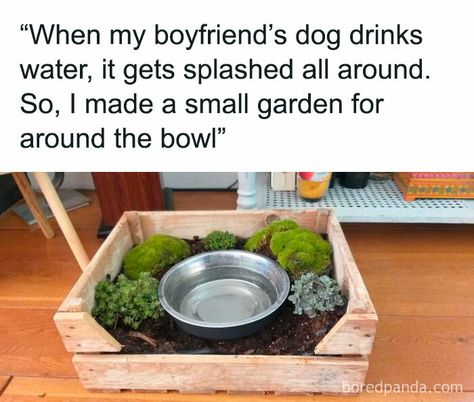 Garden Inspiration Ideas, Pet Water Bowl, Bowl Planter, Pet Things, Dog Water Bowls, Moss Garden, Dog Things, Puppy Stuff, Pet Ideas