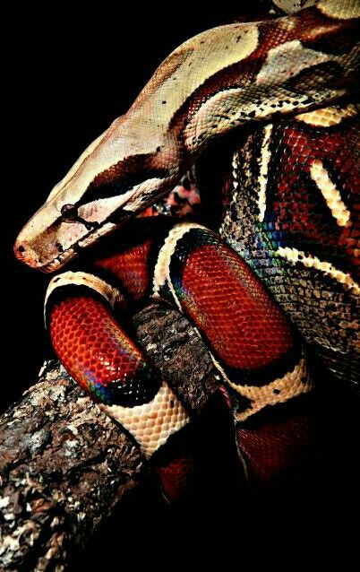 Columbian Red Tailed Boa Red Tailed Boa, Red Tail Boa, Poisonous Snakes, Boa Constrictor, Cute Snake, Beautiful Snakes, Snake Venom, Reptile Snakes, A Snake