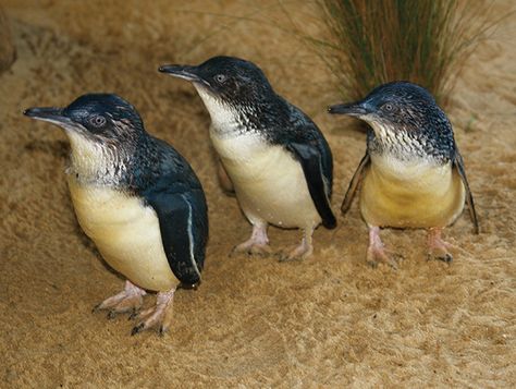 Little Penguin Observation Centre | Parklands | Burnie, Tasmania Kings Island, White Sand Beach, Tasmania, Facts About, East Coast, Penguins, Seafood, Fun Facts, Travel